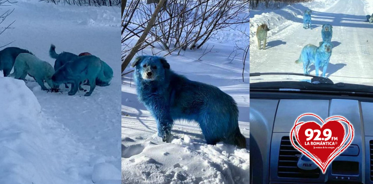 Aparecen perros azules en Rusia, te contamos de qué se trata