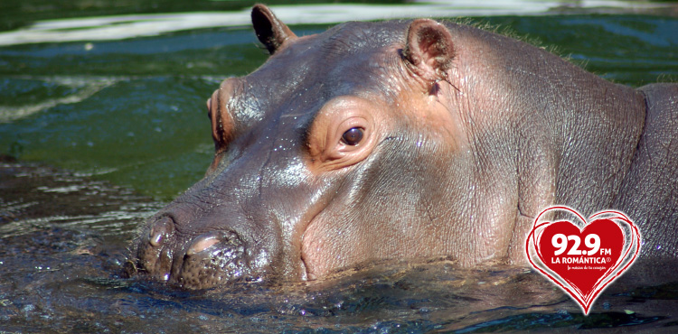 VIDEO Hipopótamo llora la muerte de su cría y es documentado por primera vez en la historia
