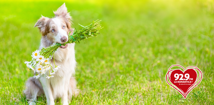 ¿Qué plantas son tóxicas para los perros y qué hacer para evitarlo?