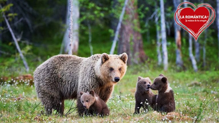 Familia intenta tomarse selfie con un oso en Nuevo León y redes estallan