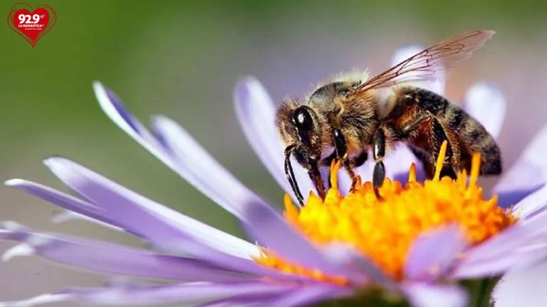 Curiosidades sobre las abejas