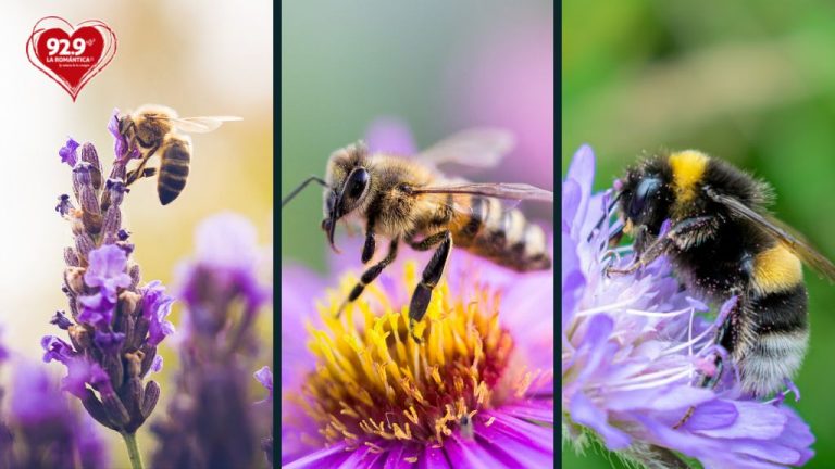 La importancia de la abejas en el mundo