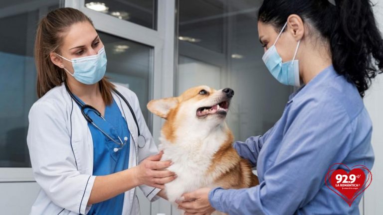 Feliz Día del Veterinario: ¿Por qué se celebra el 17 de agosto?