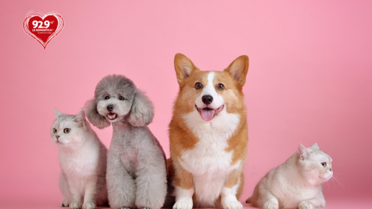 10 Tips para cuidar a tu mascota