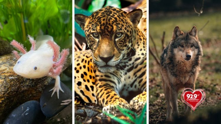 Animales en peligro de extinción - La Romantica