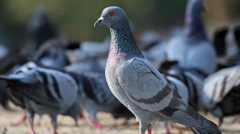 Paloma muerta salva a una joven de ser asaltada