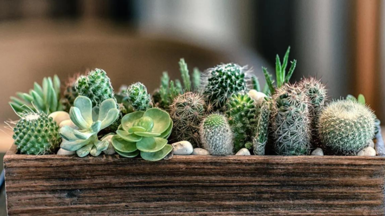 Tips para cuidar un cactus o una suculenta